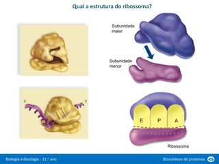 Biologia e Geologia - 11.o ano Biossíntese de proteínas 49
Qual a estrutura do ribossoma?
Subunidade
maior
Subunidade
menor
Ribossoma
 