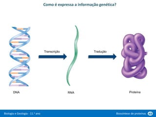 Biologia e Geologia - 11.o ano Biossíntese de proteínas 49
Como é expressa a informação genética?
RNA
DNA Proteína
Transcrição Tradução
 