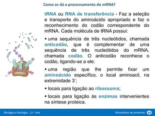 Biologia e Geologia - 11.o ano Biossíntese de proteínas 49
tRNA ou RNA de transferência - Faz a seleção
e transporte do aminoácido apropriado e faz o
reconhecimento do codão correspondente do
mRNA. Cada molécula de tRNA possui:
 uma sequência de três nucleótidos, chamada
anticodão, que é complementar de uma
sequência de três nucleótidos do mRNA,
chamada codão. O anticodão reconhece o
codão, ligando-se a ele;
 uma região que lhe permite fixar um
aminoácido específico, o local aminoacil, na
extremidade 3’;
 locais para ligação ao ribossoma;
 locais para ligação às enzimas intervenientes
na síntese proteica.
Como se dá o processamento do mRNA?
 