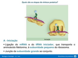 Biologia e Geologia - 11.o ano Biossíntese de proteínas 49
Quais são as etapas da síntese proteica?
Iniciação
A - Iniciação
 Ligação do mRNA e do tRNA iniciador, que transporta o
aminoácido Metionina, à subunidade pequena do ribossoma.
 Junção da subunidade grande ao conjunto.
 