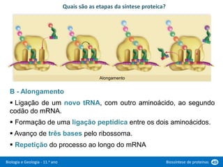 Biologia e Geologia - 11.o ano Biossíntese de proteínas 49
B - Alongamento
 Ligação de um novo tRNA, com outro aminoácido, ao segundo
codão do mRNA.
 Formação de uma ligação peptídica entre os dois aminoácidos.
 Avanço de três bases pelo ribossoma.
 Repetição do processo ao longo do mRNA
Quais são as etapas da síntese proteica?
Alongamento
 