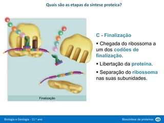 Biologia e Geologia - 11.o ano Biossíntese de proteínas 49
C - Finalização
 Chegada do ribossoma a
um dos codões de
finalização.
 Libertação da proteína.
 Separação do ribossoma
nas suas subunidades.
Quais são as etapas da síntese proteica?
Finalização
 