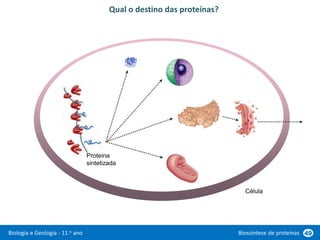 Biologia e Geologia - 11.o ano Biossíntese de proteínas 49
Qual o destino das proteínas?
Proteína
sintetizada
Célula
 