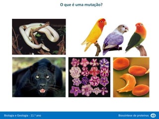 Biologia e Geologia - 11.o ano Biossíntese de proteínas 49
O que é uma mutação?
 