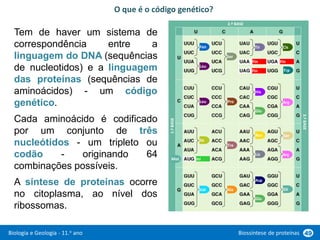 Biologia e Geologia - 11.o ano Biossíntese de proteínas 49
Tem de haver um sistema de
correspondência entre a
linguagem do DNA (sequências
de nucleotidos) e a linguagem
das proteínas (sequências de
aminoácidos) - um código
genético.
Cada aminoácido é codificado
por um conjunto de três
nucleótidos - um tripleto ou
codão - originando 64
combinações possíveis.
A síntese de proteínas ocorre
no citoplasma, ao nível dos
ribossomas.
Fen
Leu
Leu
Ile
Met Ini
Val Ala
Tre
Pro
Ser
Tir
His
Glu
Asn
Lis
Asp
Glu
Cis
Trp
Arg
Ser
Arg
Gli
Fin Fin
Fin
1.ª
BASE
2.ª BASE
3.ª
BASE
O que é o código genético?
 