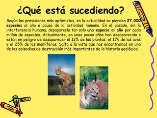 ¿Qué está sucediendo? Según las previsiones más optimistas, en la actualidad se pierden  27.000 especies  al año a causa de la actividad humana. En el pasado, sin la interferencia humana, desaparecía tan solo  una especie al año  por cada millón de especies. Actualmente, en unos pocos años han desaparecido o están en peligro de desaparecer el 12% de las plantas, el 11% de las aves y el 25% de los mamíferos. Salta a la vista que nos encontramos en uno de los episodios de destrucción más importantes de la historia geológica 