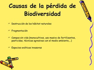 Causas de la pérdida de Biodiversidad Destrucción de los hábitat naturales Fragmentación  Campos sin vida (monocultivos, uso masivo de fertilizantes, pesticidas, técnicas agresivas con el medio ambiente,…) Especies exóticas invasoras  