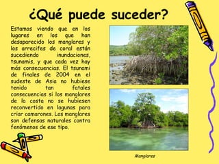 ¿Qué puede suceder? Estamos viendo que en los lugares en los que han desaparecido los manglares y los arrecifes de coral están sucediendo inundaciones, tsunamis, y que cada vez hay más consecuencias. El tsunami de finales de 2004 en el sudeste de Asia no hubiese tenido tan fatales consecuencias si los manglares de la costa no se hubiesen reconvertido en lagunas para criar camarones. Los manglares son defensas naturales contra fenómenos de ese tipo. Manglares 