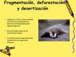 Fragmentación, deforestación y desertización  Campos de cultivo, áreas urbanas, carreteras y autopistas son barreras infranqueables para algunas especies.  Es la principal causa de las extinciones locales La eliminación de masas boscosas o plantación de vegetación alóctona 