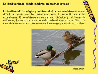 La biodiversidad ecológica y la diversidad de los ecosistemas:  es más difícil de medir que las anteriores. Mide la variación entre los ecosistemas. El ecosistema es un sistema dinámico y relativamente autónomo, formado por una comunidad natural y su entorno físico. En este sistema los seres vivos intercambian energía y materia entre ellos. La biodiversidad puede medirse en muchos niveles Ánade azulón 
