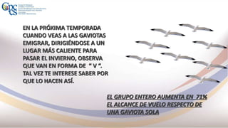 EN LA PRÓXIMA TEMPORADA
CUANDO VEAS A LAS GAVIOTAS
EMIGRAR, DIRIGIÉNDOSE A UN
LUGAR MÁS CALIENTE PARA
PASAR EL INVIERNO, OBSERVA
QUE VAN EN FORMA DE “ V “.
TAL VEZ TE INTERESE SABER POR
QUE LO HACEN ASÍ.
EL GRUPO ENTERO AUMENTA EN 71%
EL ALCANCE DE VUELO RESPECTO DE
UNA GAVIOTA SOLA
 