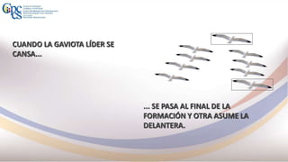 CUANDO LA GAVIOTA LÍDER SE
CANSA...
... SE PASA AL FINAL DE LA
FORMACIÓN Y OTRA ASUME LA
DELANTERA.
 