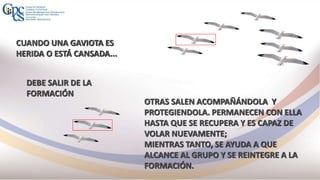 CUANDO UNA GAVIOTA ES
HERIDA O ESTÁ CANSADA...
DEBE SALIR DE LA
FORMACIÓN
OTRAS SALEN ACOMPAÑÁNDOLA Y
PROTEGIENDOLA. PERMANECEN CON ELLA
HASTA QUE SE RECUPERA Y ES CAPAZ DE
VOLAR NUEVAMENTE;
MIENTRAS TANTO, SE AYUDA A QUE
ALCANCE AL GRUPO Y SE REINTEGRE A LA
FORMACIÓN.
 