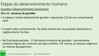 Etapas do desenvolvimento Humano
Gravidez e Desenvolvimento Intrauterino
10 e 11 semanas de gravidez
• A cabeça é ainda relativamente grande e representa 1/3 do seu comprimento
total.
• A testa é alta e proeminente. Os olhos passam de uma posição lateral para a
região anterior da face.
• No final deste período - 1º (primeiro) trimestre de gravidez - normalmente
acalmam alguns dos sintomas até aqui sentidos. Por norma, as náuseas aligeiram
ou mesmo desaparecem.
.
 