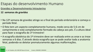Etapas do desenvolvimento Humano
Gravidez e Desenvolvimento Intrauterino
12 semanas de gravidez
• Na 12ª semana de gravidez atinge-se o final do período embrionário e começa o
período fetal.
• O feto tem um aspecto completamente humano, mede cerca de 5-6 cm de
comprimento e está completamente formado da cabeça aos pés. É a altura ideal
para fazer a ecografia do 1º trimestre!
• A ecografia obstétrica do 1º trimestre deve ser realizada entre as onze e as treze
semanas e 6 dias. É através desta ecografia que se pode avaliar toda a anatomia
fetal, podendo-se detetar prematuramente algumas malformações.
.
 