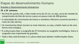 Etapas do desenvolvimento Humano
Gravidez e Desenvolvimento Intrauterino
19 a 24 semanas
• No final do quinto mês, o feto mede cerca de 22 cm, ou seja, cerca de metade do
comprimento do feto de termo e pesa um pouco mais de 300 gramas.
• A velocidade de crescimento do tronco e membros inferiores aumenta durante o
resto da vida uterina.
• Os movimentos fetais tornam-se mais intensos, ou seja, o bebé mexe-se de uma
forma mais enérgica.
• É a altura para fazer a ecografia do 2º trimestre ou ecografia morfológica. Esta é a
ecografia mais importante da gravidez.
• Todo o feto está formado e é a altura ideal para detetar malformações fetais.
.
 