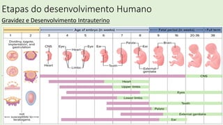 Etapas do desenvolvimento Humano
Gravidez e Desenvolvimento Intrauterino
.
 