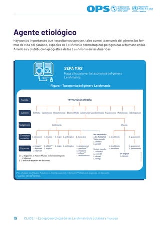 19 CLASE 1 - Ecoepidemiología de las Leishmaniasis cutánea y mucosa
Agente etiológico
Hay puntos importantes que necesitamos conocer, tales como: taxonomía del género, las for-
mas de vida del parásito, especies de Leishmania dermotrópicas patogénicas al humano en las
Américas y distribución geográfica de las Leishmania en las Américas.
Haga clic para ver la taxonomía del género
Leishmania:
SEPA MÁS
(*) L. chagasi en el Nuevo Mundo es la misma especie L. infantum; (**) Status de especies en discusión.
Fuente: WHO⁹ (2010).
Figura – Taxonomía del género Leishmania
 