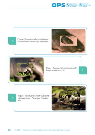 25 CLASE 1 - Ecoepidemiología de las Leishmaniasis cutánea y mucosa
Figura – Reservorio silvestre Leishma-
nia braziliensis – Nectomys squamipes
Figura – Reservorio silvestre Leishma-
nia guyanensis – Tamandua Tetradac-
tyla
Figura – Reservorio Leishmania naiffi –
Dasypus novemcinctus
1
3
2
Fuente: Costa, JML, CPq GM-Fiocruz, Brasil¹.
Fuente: Costa, JML, CPq GM-Fiocruz, Brasil¹.
Fuente: Costa, JML, CPq GM-Fiocruz, Brasil¹.
 
