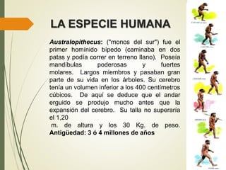 LA ESPECIE HUMANA
Australopithecus: ("monos del sur") fue el
primer homínido bípedo (caminaba en dos
patas y podía correr en terreno llano). Poseía
mandíbulas poderosas y fuertes
molares. Largos miembros y pasaban gran
parte de su vida en los árboles. Su cerebro
tenía un volumen inferior a los 400 centímetros
cúbicos. De aquí se deduce que el andar
erguido se produjo mucho antes que la
expansión del cerebro. Su talla no superaría
el 1,20
m. de altura y los 30 Kg. de peso.
Antigüedad: 3 ó 4 millones de años
 