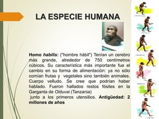 LA ESPECIE HUMANA
Homo habilis: ("hombre hábil") Tenían un cerebro
más grande, alrededor de 750 centímetros
cúbicos. Su característica más importante fue el
cambio en su forma de alimentación: ya no sólo
comían frutas y vegetales sino también animales.
Cuerpo velludo. Se cree que podrían haber
hablado. Fueron hallados restos fósiles en la
Garganta de Olduvai (Tanzania)
junto a los primeros utensilios. Antigüedad: 2
millones de años
 