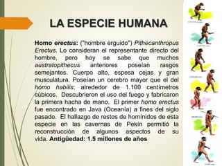 LA ESPECIE HUMANA
Homo erectus: ("hombre erguido") Pithecanthropus
Erectus. Lo consideran el representante directo del
hombre, pero hoy se sabe que muchos
austratopithecus anteriores poseían rasgos
semejantes. Cuerpo alto, espesa cejas y gran
musculatura. Poseían un cerebro mayor que el del
homo habilis: alrededor de 1.100 centímetros
cúbicos. Descubrieron el uso del fuego y fabricaron
la primera hacha de mano. El primer homo erectus
fue encontrado en Java (Oceanía) a fines del siglo
pasado. El hallazgo de restos de homínidos de esta
especie en las cavernas de Pekín permitió la
reconstrucción de algunos aspectos de su
vida. Antigüedad: 1.5 millones de años
 