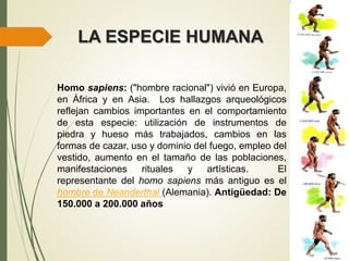 LA ESPECIE HUMANA
Homo sapiens: ("hombre racional") vivió en Europa,
en África y en Asia. Los hallazgos arqueológicos
reflejan cambios importantes en el comportamiento
de esta especie: utilización de instrumentos de
piedra y hueso más trabajados, cambios en las
formas de cazar, uso y dominio del fuego, empleo del
vestido, aumento en el tamaño de las poblaciones,
manifestaciones rituales y artísticas. El
representante del homo sapiens más antiguo es el
hombre de Neanderthal (Alemania). Antigüedad: De
150.000 a 200.000 años
 