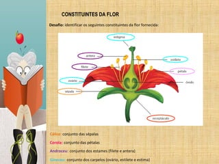 CONSTITUINTES DA FLOR
Desafio: identificar os seguintes constituintes da flor fornecida:




Cálice: conjunto das sépalas
...