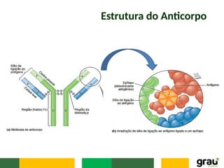 Estrutura do Anticorpo
 