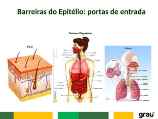 Barreiras do Epitélio: portas de entrada
Pele
 