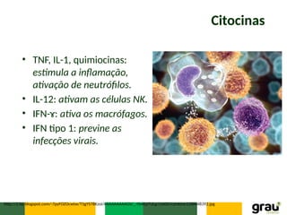 Citocinas
• TNF, IL-1, quimiocinas:
estimula a inflamação,
ativação de neutrófilos.
• IL-12: ativam as células NK.
• IFN-ɤ: ativa os macrófagos.
• IFN tipo 1: previne as
infecções virais.
http://2.bp.blogspot.com/-7pyFOZOcwtw/T5gYS78KzoI/AAAAAAAAAG0/_-Yb4EpTULg/s1600/cytokine1288648392.jpg
 