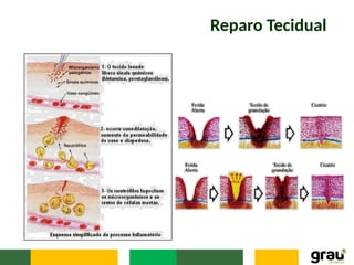 Reparo Tecidual
 