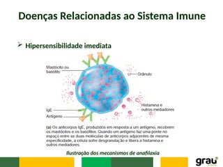 Doenças Relacionadas ao Sistema Imune
 Hipersensibilidade imediata
Ilustração dos mecanismos de anafilaxia
 