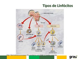 Tipos de Linfócitos
http://doemedulaosseanojapao.files.wordpress.com/2008/11/medula-ossea.jpg
 