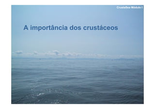 CrustaSea Módulo I




A importância dos crustáceos
 