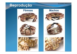 CrustaSea Módulo I
Reprodução
      Fêmeas   Machos
 