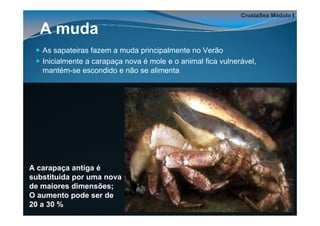 CrustaSea Módulo I

  A muda
   As sapateiras fazem a muda principalmente no Verão
   Inicialmente a carapaça nova é mole e o animal fica vulnerável,
   mantém-se escondido e não se alimenta




A carapaça antiga é
substituída por uma nova
de maiores dimensões;
O aumento pode ser de
20 a 30 %
 