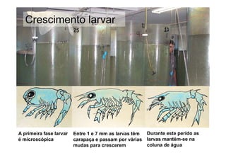 CrustaSea Módulo I

   Crescimento larvar
   Crescimento das larvas




A primeira fase larvar   Entre 1 e 7 mm as larvas têm   Durante este perído as
é microscópica           carapaça e passam por várias   larvas mantém-se na
                         mudas para crescerem           coluna de água
 