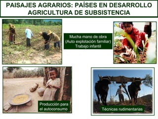 PAISAJES AGRARIOS: PAÍSES EN DESARROLLO
      AGRICULTURA DE SUBSISTENCIA


                       Mucha mano de obra
                     (Auto explotación familiar)
                          Trabajo infantil




        Producción para
        el autoconsumo                    Técnicas rudimentarias
 
