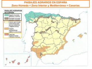 PAISAJES AGRARIOS EN ESPAÑA
Zona Húmeda + Zona Interior y Mediterránea + Canarias
 