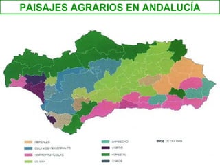 PAISAJES AGRARIOS EN ANDALUCÍA
 