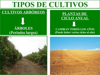 TIPOS DE CULTIVOS
CULTIVOS ARBÓREOS          PLANTAS DE
                           CICLO ANUAL

     ÁRBOLES           CAMBIAN TODOS LOS AÑOS
  (Periodos largos)   (Puede haber varios ciclos al año)
 