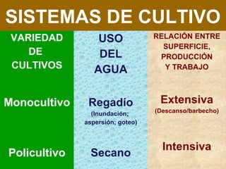 SISTEMAS DE CULTIVO
 VARIEDAD         USO             RELACIÓN ENTRE
                                    SUPERFICIE,
    DE            DEL              PRODUCCIÓN
 CULTIVOS        AGUA               Y TRABAJO



Monocultivo    Regadío             Extensiva
                (Inundación;      (Descanso/barbecho)
              aspersión; goteo)



                                    Intensiva
Policultivo     Secano
 