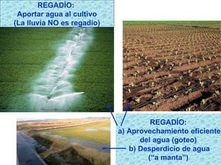 REGADÍO:
 Aportar agua al cultivo
(La lluvia NO es regadío)




                                     REGADÍO:
                            a) Aprovechamiento eficiente
                                  del agua (goteo)
                               b) Desperdicio de agua
                                    (“a manta”)
 