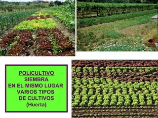 POLICULTIVO
     SIEMBRA
EN EL MISMO LUGAR
   VARIOS TIPOS
    DE CULTIVOS
      (Huerta)
 