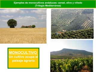 Ejemplos de monocultivos andaluces: cereal, olivo y viñedo
                   (Trilogía Mediterránea)




MONOCULTIVO
Un cultivo ocupa el
  paisaje agrario
 