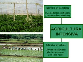 Intensiva en tecnología

(invernaderos: multiplican
 y aceleran las cosechas)




      AGRICULTURA
        INTENSIVA

 Intensiva en trabajo

 (Arrozales asiáticos:
  Muchas personas
   y muchas horas)
 