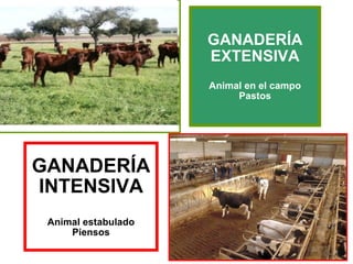 GANADERÍA
                     EXTENSIVA
                     Animal en el campo
                          Pastos




GANADERÍA
INTENSIVA
 Animal estabulado
     Piensos
 