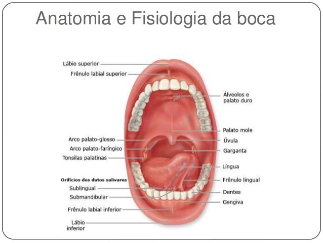 Módulo metabolismo corporal labial mucosa diagram 