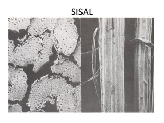 SISAL
 